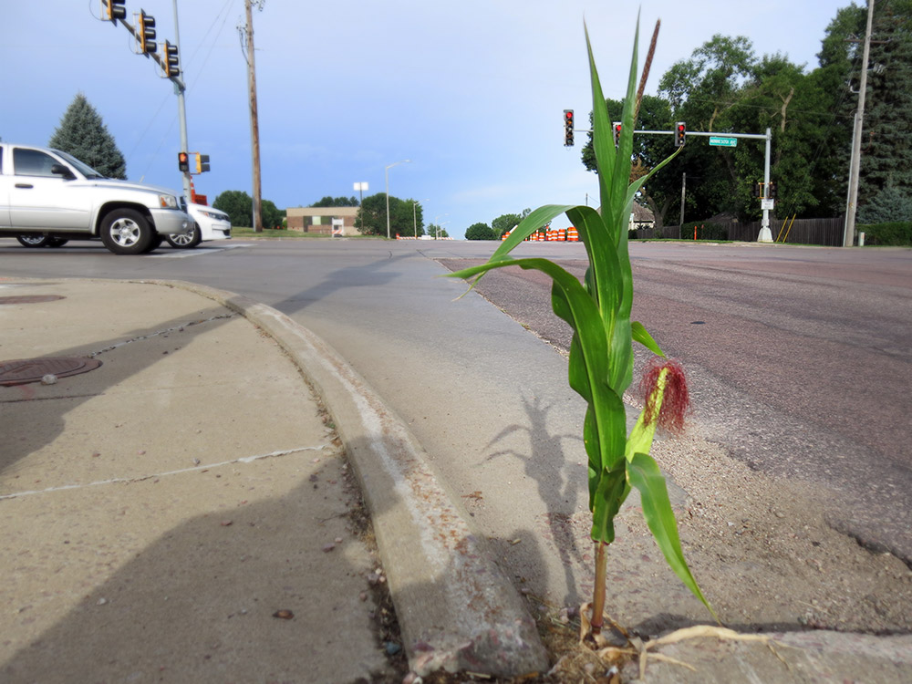 Long Live The 57th Street Corn!
