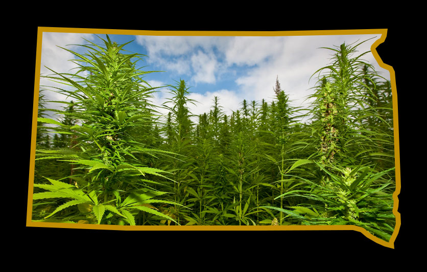 South Dakota Votes: Legalize It!